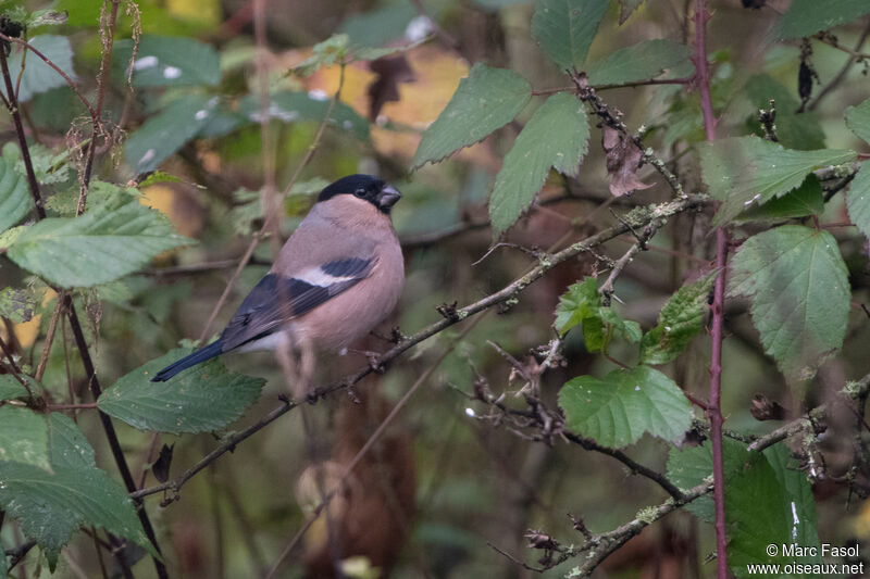 Eurasian Bullfinch female, identification