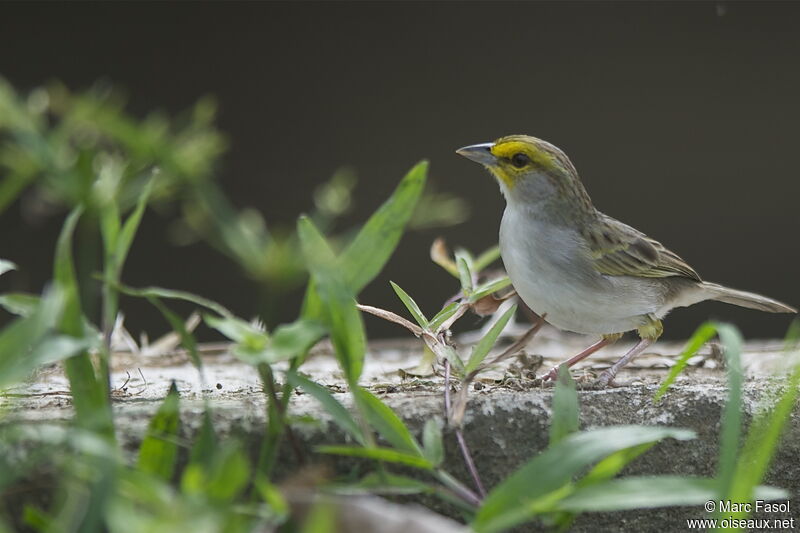 Yellow-browed Sparrowadult, identification