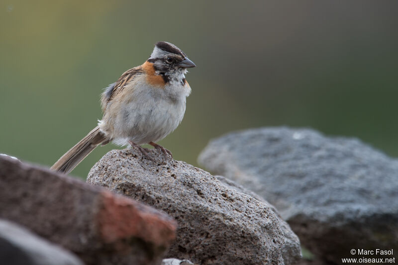 Rufous-collared Sparrowadult, identification