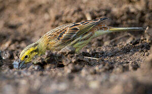 Bruant jaune