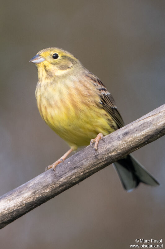 Bruant jaune mâle subadulte