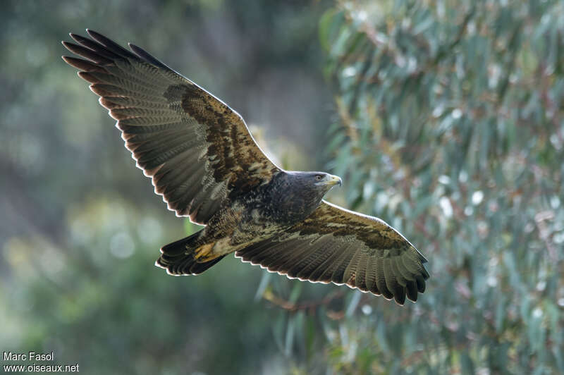 Black-chested Buzzard-Eagleimmature, pigmentation, Flight