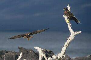 Buse des Galapagos