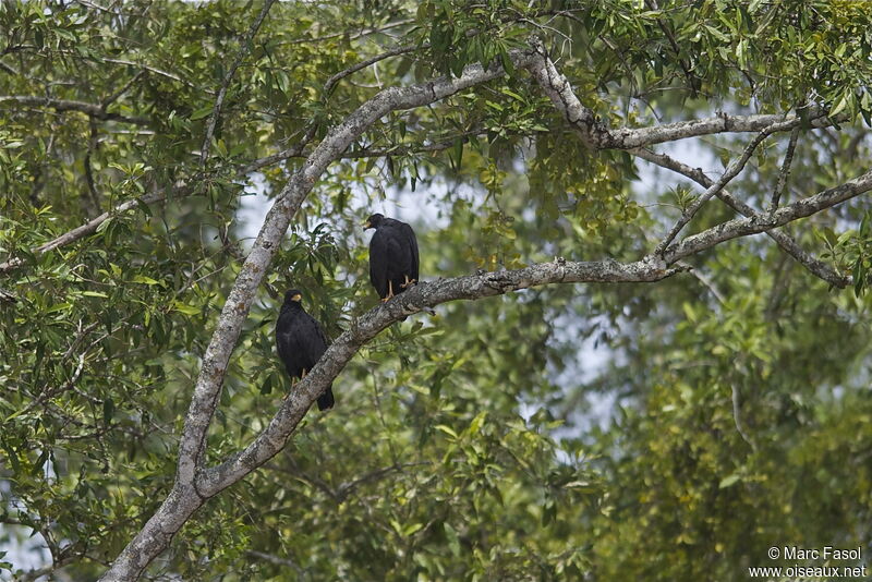 Common Black Hawk (subtilis) , identification