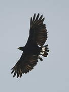Common Black Hawk (subtilis)