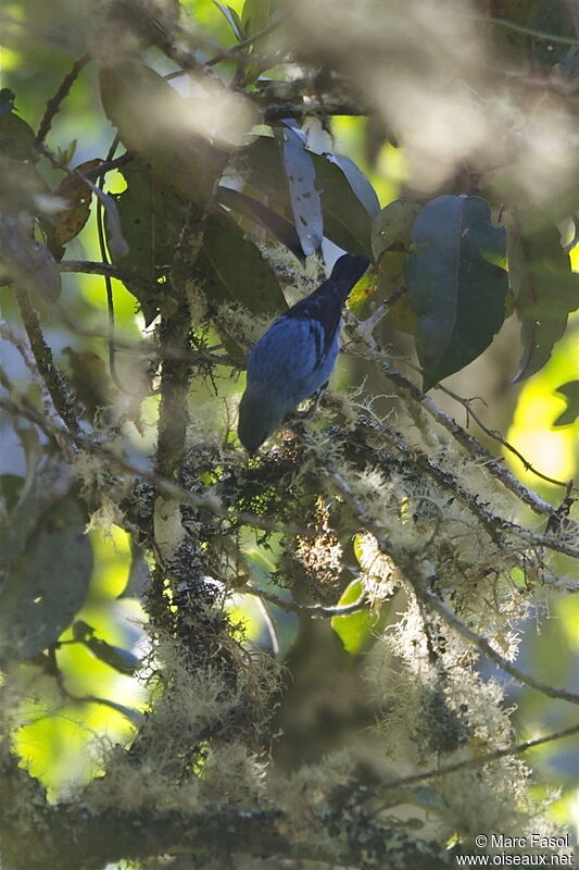 Blue-and-black Tanageradult, identification, Behaviour