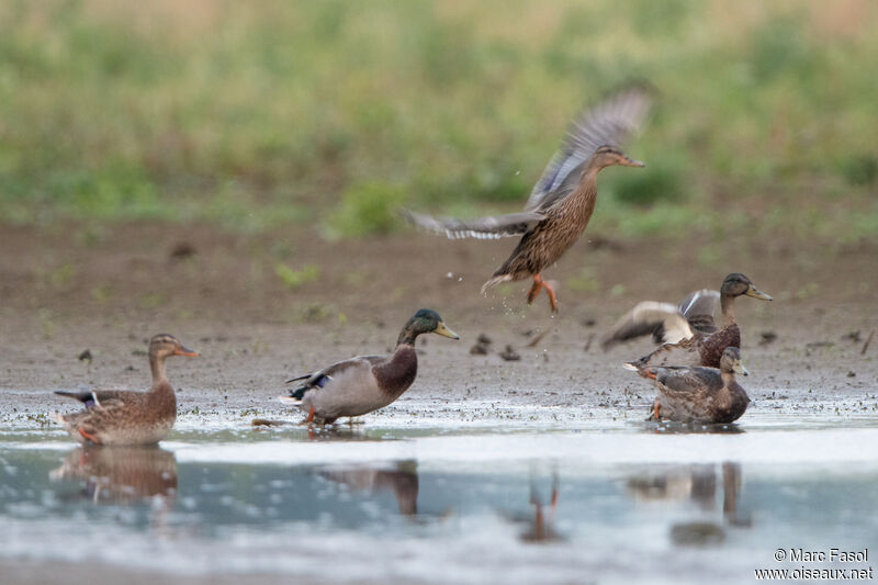 Mallard, moulting