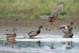 Canard colvert