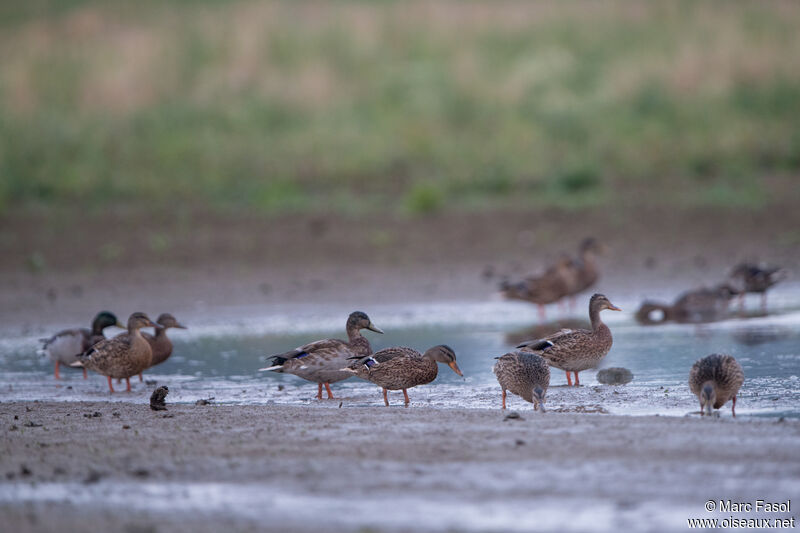 Mallard, moulting