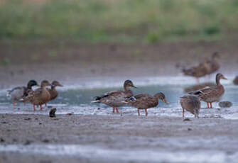 Canard colvert