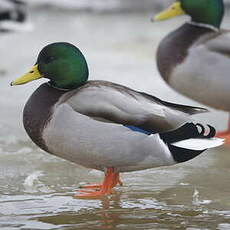 Canard colvert