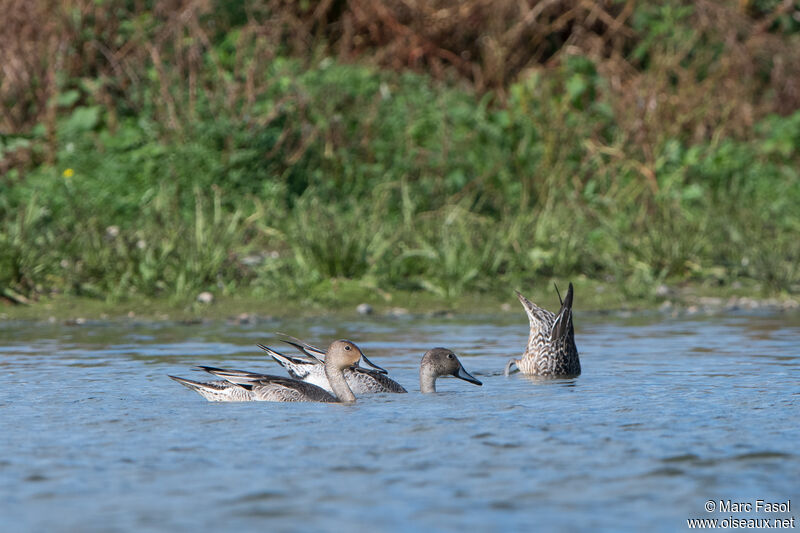Northern Pintail, moulting, fishing/hunting