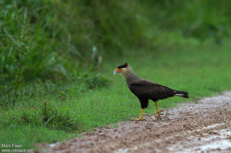 Southern Crested Caracaraadult, identification, walking