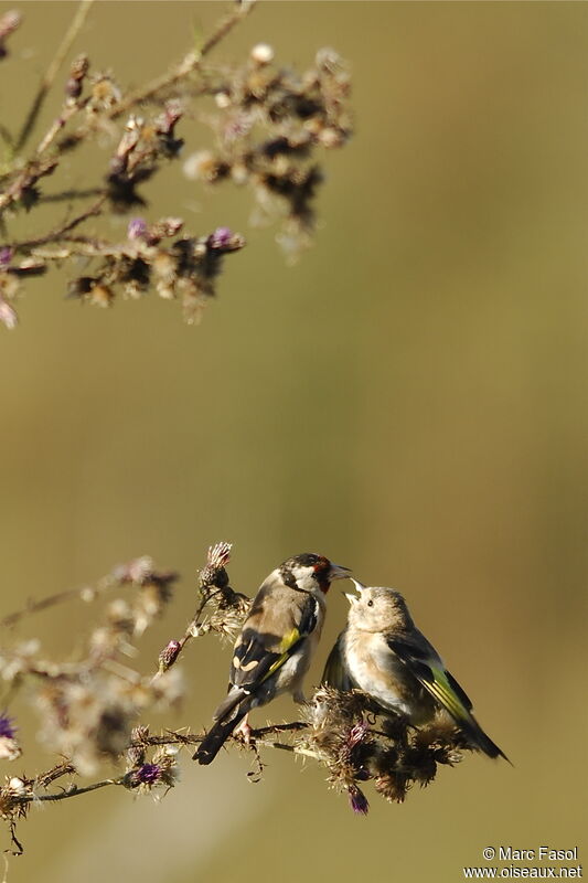 European Goldfinch, identification, feeding habits, Reproduction-nesting
