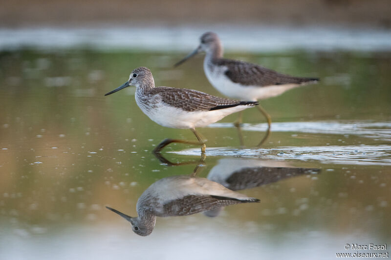 Common Greenshank, identification, walking