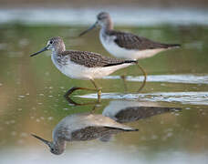 Common Greenshank