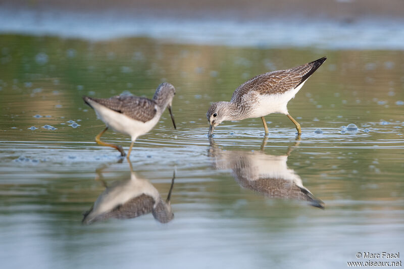 Common Greenshank, identification, fishing/hunting