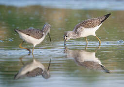 Common Greenshank