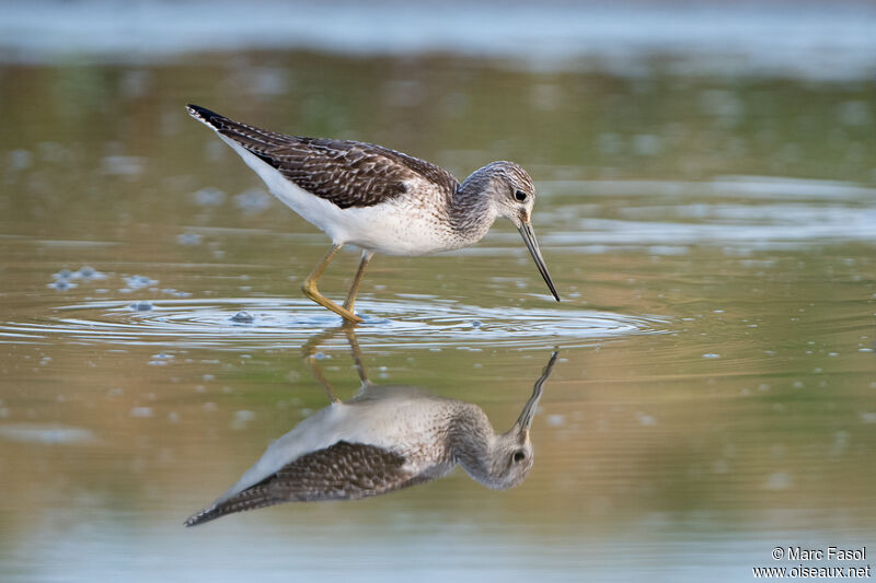 Common Greenshank, identification, walking