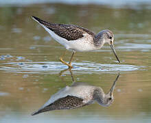 Common Greenshank