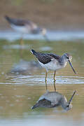 Common Greenshank