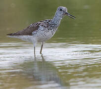 Common Greenshank