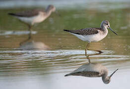 Common Greenshank