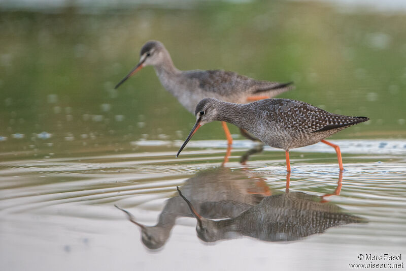 Spotted Redshank, identification, walking