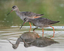 Spotted Redshank