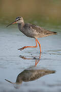 Spotted Redshank