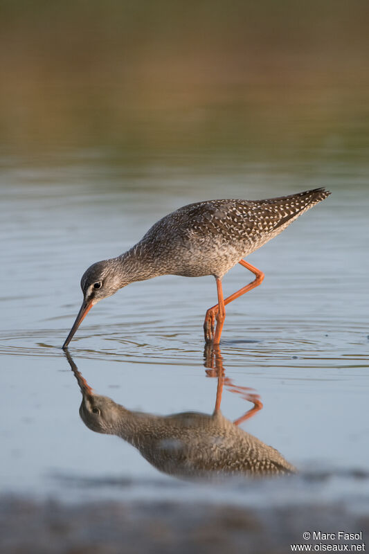 Spotted Redshank, identification, fishing/hunting