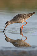 Spotted Redshank