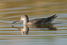 Spotted Redshank