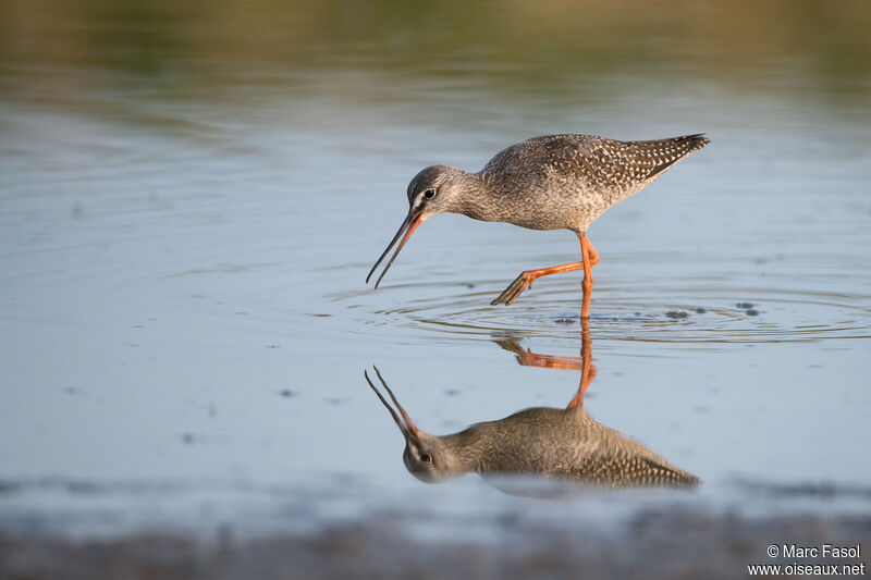 Spotted Redshank, identification, walking, fishing/hunting