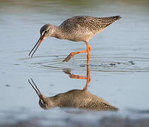 Spotted Redshank