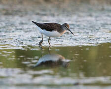 Green Sandpiper