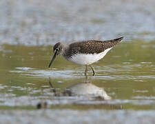 Green Sandpiper