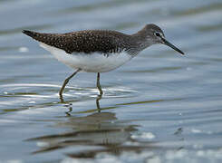 Green Sandpiper