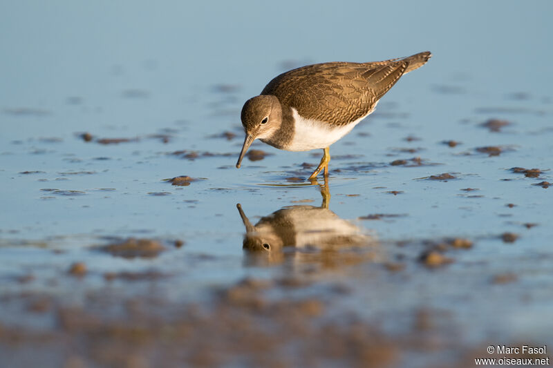 Common Sandpiper, identification, walking