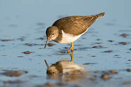 Common Sandpiper