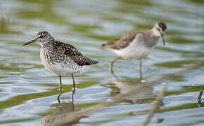 Wood Sandpiper