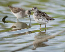 Wood Sandpiper