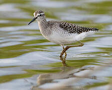 Wood Sandpiper