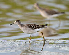 Wood Sandpiper