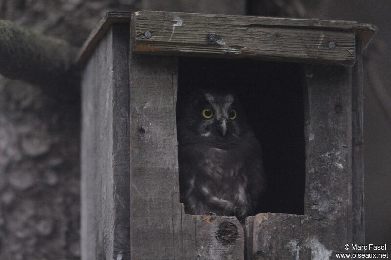 Boreal Owljuvenile, identification, Reproduction-nesting