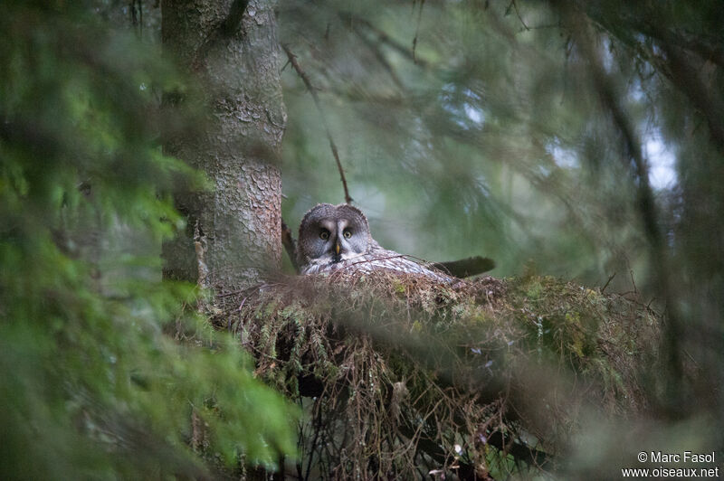 Great Grey Owladult breeding, identification, Reproduction-nesting