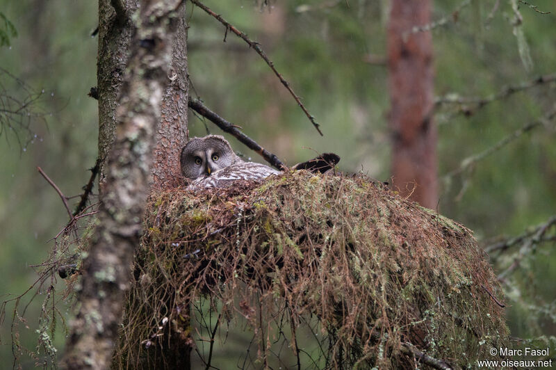 Great Grey Owladult, identification, Reproduction-nesting