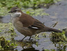 White-winged Cinclodes