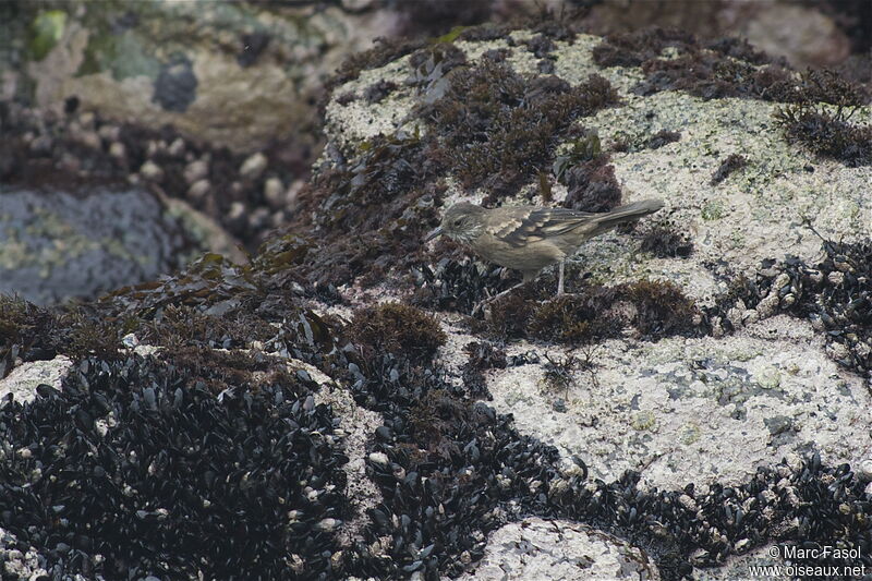 Peruvian Seaside Cinclodesadult, identification, feeding habits, Behaviour