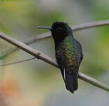 Colibri à ventre noir